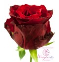 ΤΡΙΑΝΑΤΑΦΥΛΛΑ ΚΟΚΚΙΝΑ 60εκ. εισαγ. ROSEN RED KAMALA 60cm